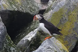 Machias: Atlantic Puffin with fish prey
