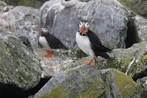 Machias: Atlantic Puffin with fish prey