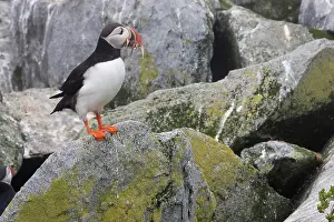 Machias: Atlantic Puffin with fish prey