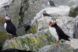 Machias: Atlantic Puffin with fish prey