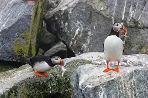 Machias: Atlantic Puffin with fish prey