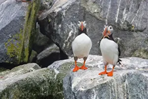 Machias: Atlantic Puffin with fish prey