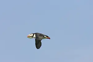 Machias: Atlantic Puffin in flight
