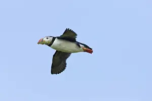 Machias: Atlantic Puffin in flight