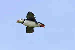 Machias: Atlantic Puffin in flight