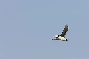 Machias: Atlantic Puffin in flight
