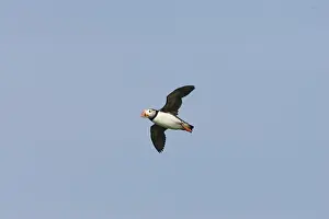 Machias: Atlantic Puffin in flight