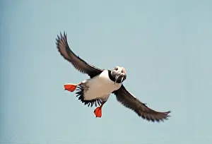 Eels: Atlantic PUFFIN - in flight