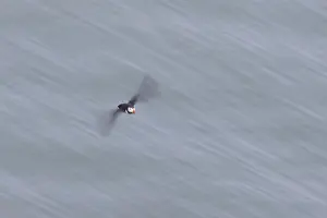 Puffin: Atlantic Puffin flight
