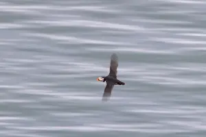 Puffin: Atlantic Puffin flight