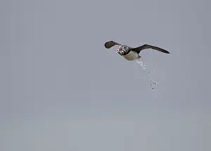 Amber: Atlantic Puffin - in flight with fish in beak - excreting