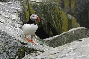 Machias: Atlantic Puffin (Fratercula arctica)