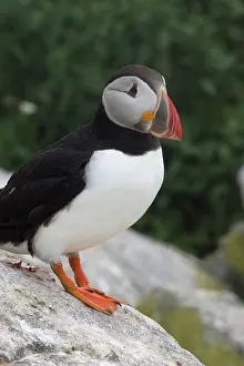 Machias: Atlantic Puffin (Fratercula arctica)