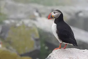 Machias: Atlantic Puffin (Fratercula arctica)