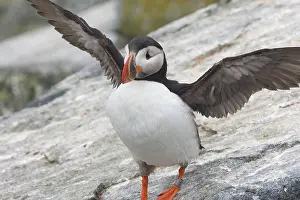 Machias: Atlantic Puffin (Fratercula arctica)