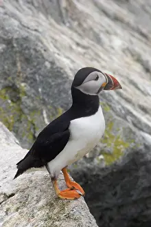 Machias: Atlantic Puffin (Fratercula arctica)