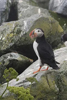 Machias: Atlantic Puffin (Fratercula arctica)