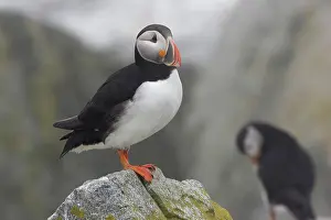 Machias: Atlantic Puffin (Fratercula arctica)