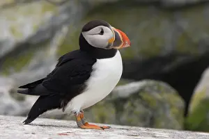 Machias: Atlantic Puffin (Fratercula arctica)