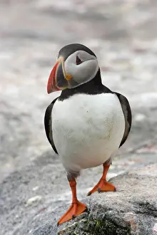 Machias: Atlantic Puffin (Fratercula arctica)
