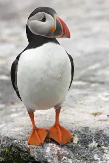 Machias: Atlantic Puffin (Fratercula arctica)
