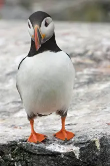 Machias: Atlantic Puffin (Fratercula arctica)