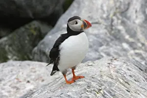Machias: Atlantic Puffin (Fratercula arctica)