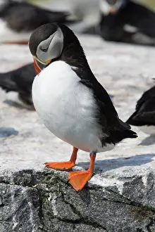 Machias: Atlantic Puffin (Fratercula arctica)
