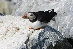 Machias: Atlantic Puffin (Fratercula arctica)