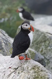 Machias: Atlantic Puffin (Fratercula arctica)
