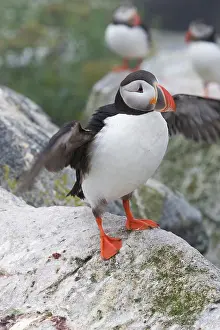 Machias: Atlantic Puffin (Fratercula arctica)