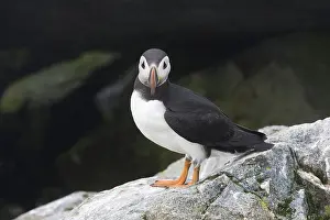Machias: Atlantic Puffin (Fratercula arctica)