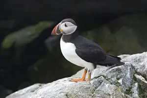 Machias: Atlantic Puffin (Fratercula arctica)