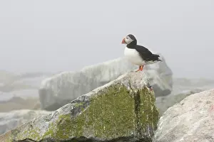 Machias: Atlantic Puffin (Fratercula arctica)