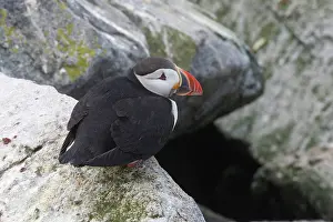 Machias: Atlantic Puffin (Fratercula arctica)