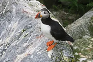 Machias: Atlantic Puffin (Fratercula arctica)