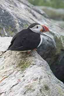 Machias: Atlantic Puffin (Fratercula arctica)