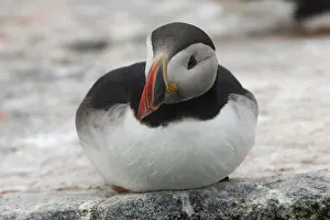 Machias: Atlantic Puffin (Fratercula arctica)