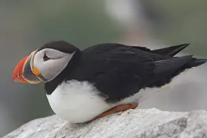 Machias: Atlantic Puffin (Fratercula arctica)