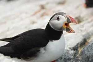 Machias: Atlantic Puffin (Fratercula arctica)