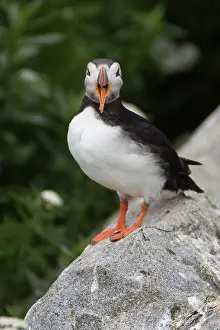 Machias: Atlantic Puffin (Fratercula arctica)