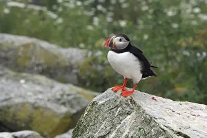 Machias: Atlantic Puffin (Fratercula arctica)