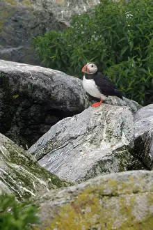 Machias: Atlantic Puffin (Fratercula arctica)