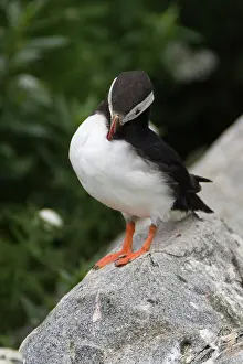 Machias: Atlantic Puffin (Fratercula arctica)