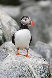 Machias: Atlantic Puffin (Fratercula arctica)