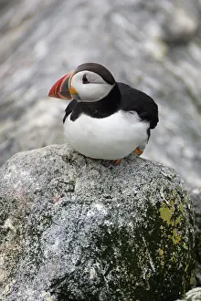 Machias: Atlantic Puffin (Fratercula arctica)
