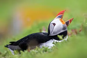 Shout: Atlantic puffin (Fratercula arctica), Saltee islands
