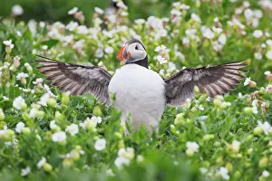 Clown: Atlantic Puffin (Fratercula arctica)