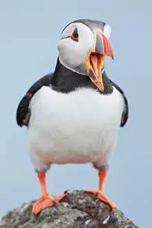 Clown: Atlantic Puffin (Fratercula arctica)