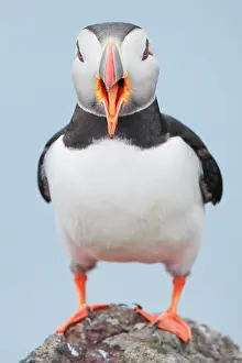 Clown: Atlantic Puffin (Fratercula arctica)